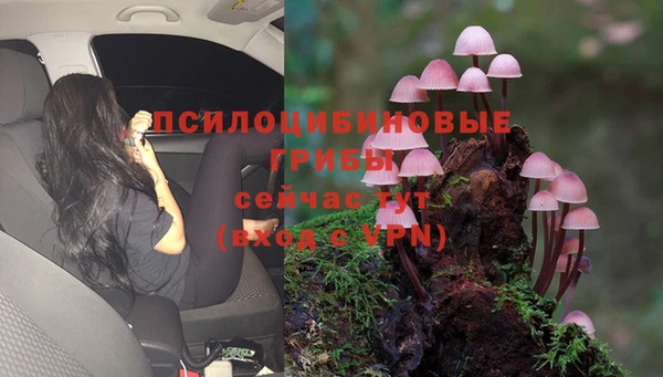 сатива Володарск